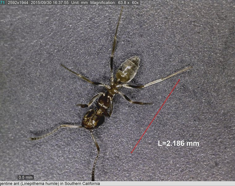 Argentine ant trail along a kitchen counter in a Danville home