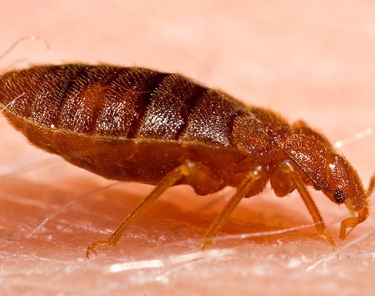Bed bug inspection of a mattress seam in a Danville home