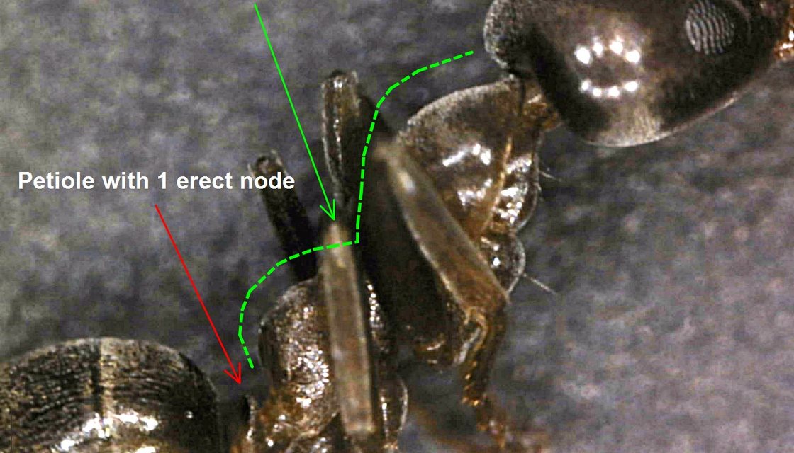 Argentine ant trail crossing a kitchen counter in a San Ramon Valley home