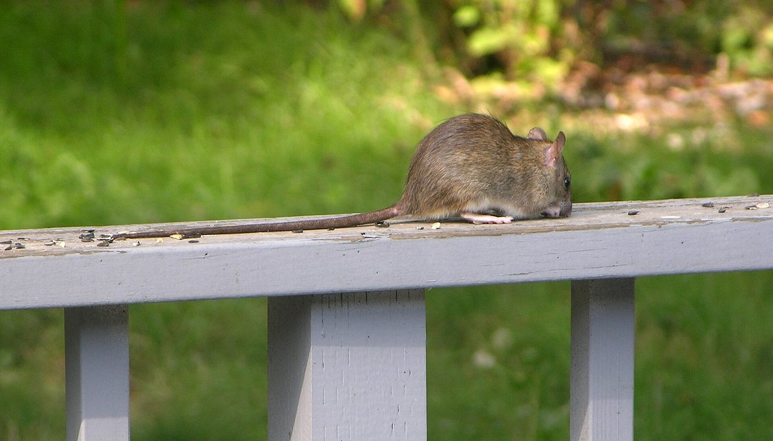 Roof rat traveling along an oak branch toward a Danville rooftop
