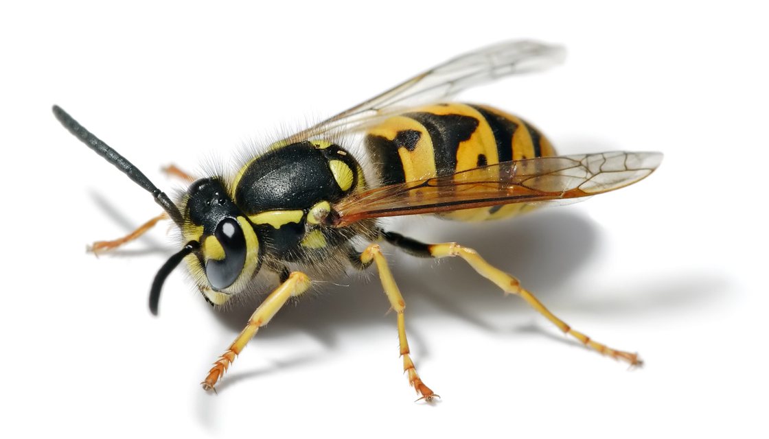 Yellowjacket near a nest entrance on a Danville hillside lot