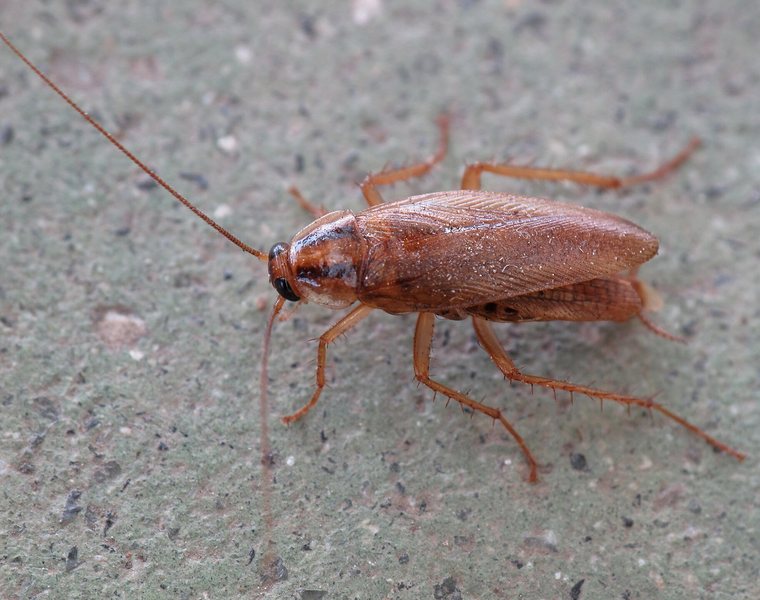 German cockroach near a kitchen baseboard in a Danville home
