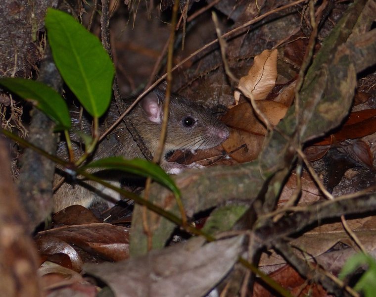 Roof rat traveling along an oak branch near a Danville home