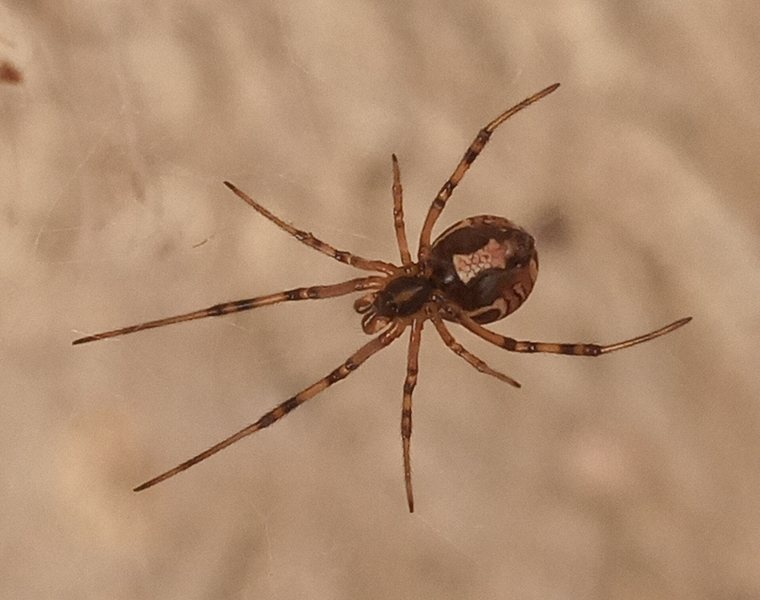 Black widow spider in a garage corner at a Danville home