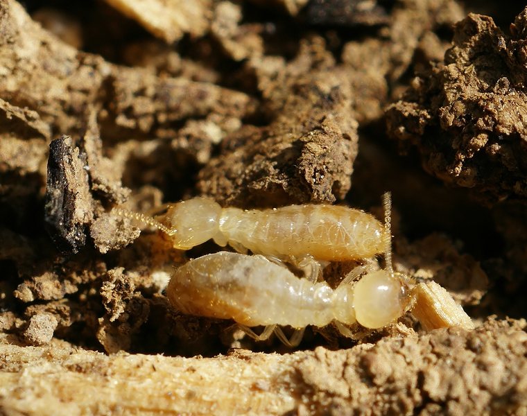Subterranean termite mud tubes on the foundation of a Danville home