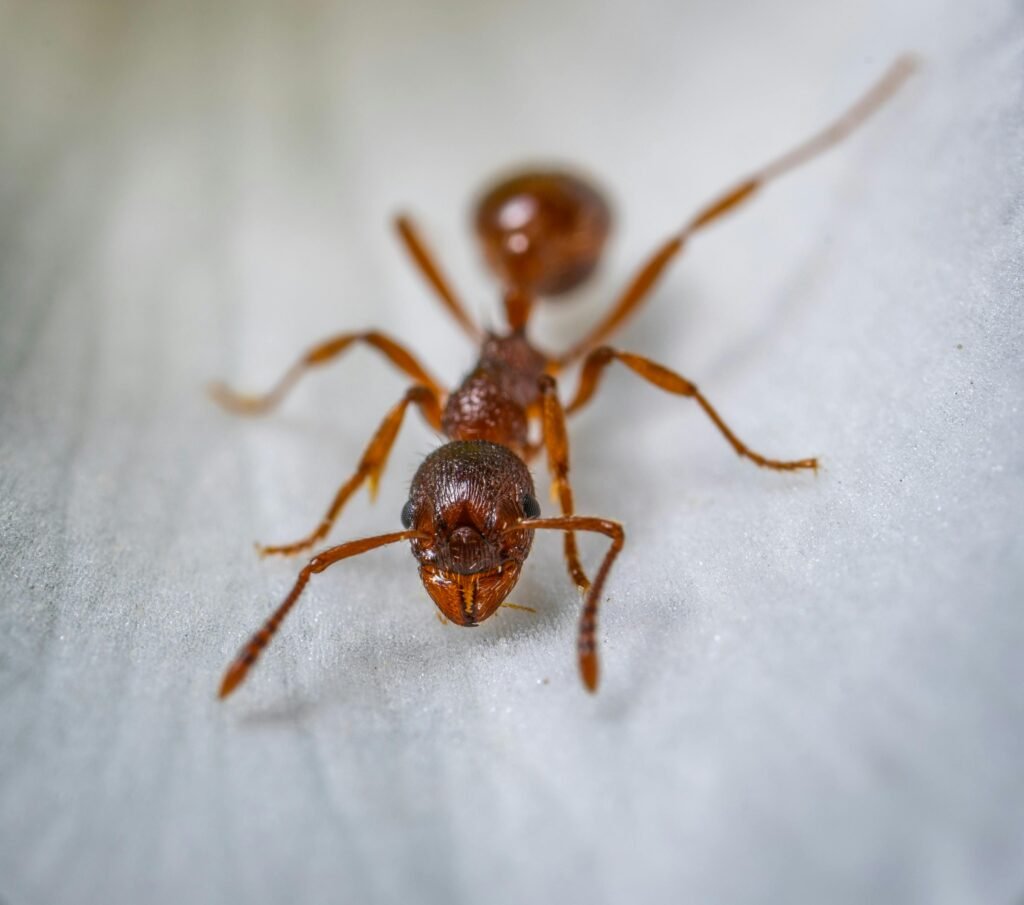Detailed macro photography of a red ant showcasing its antennae and intricate body features on a leaf.